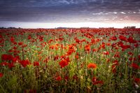 Klaprozen papaver zonsondergang