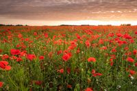 Klaprozen papaver zonsondergang