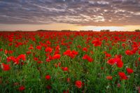 Klaprozen papaver zonsondergang