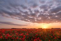 Klaprozen papaver zonsondergang