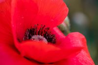 Klaprozen papaver zonsondergang