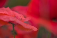 Klaprozen papaver zonsondergang