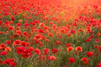 Klaprozen papaver zonsondergang