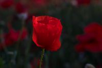 Klaprozen papaver zonsondergang